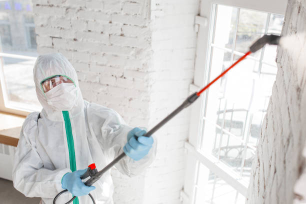 Best Mold Odor Removal Services  in Pierce, CO